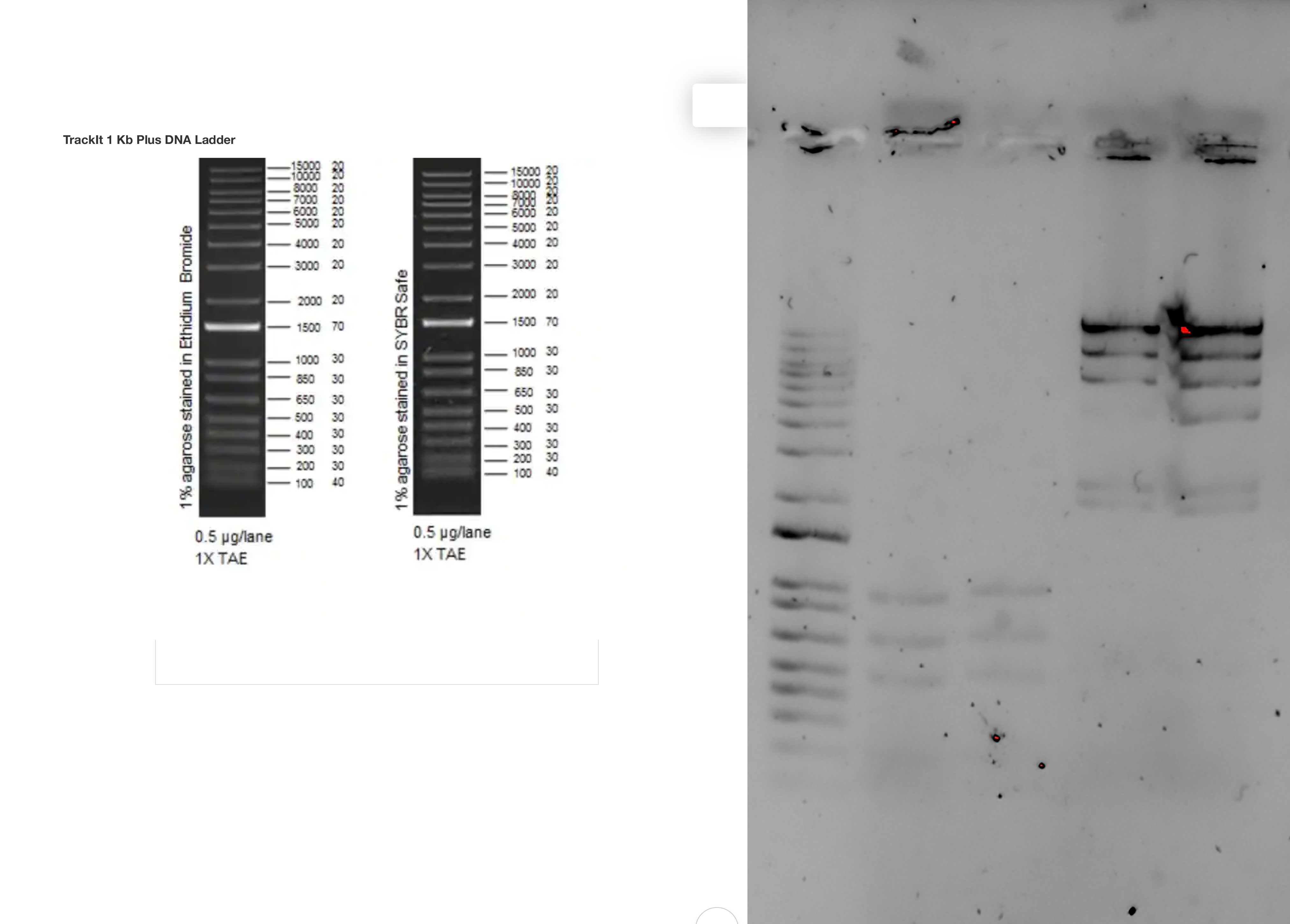 Solved Using the image of the ladder for 1% ﻿agarose stained | Chegg.com