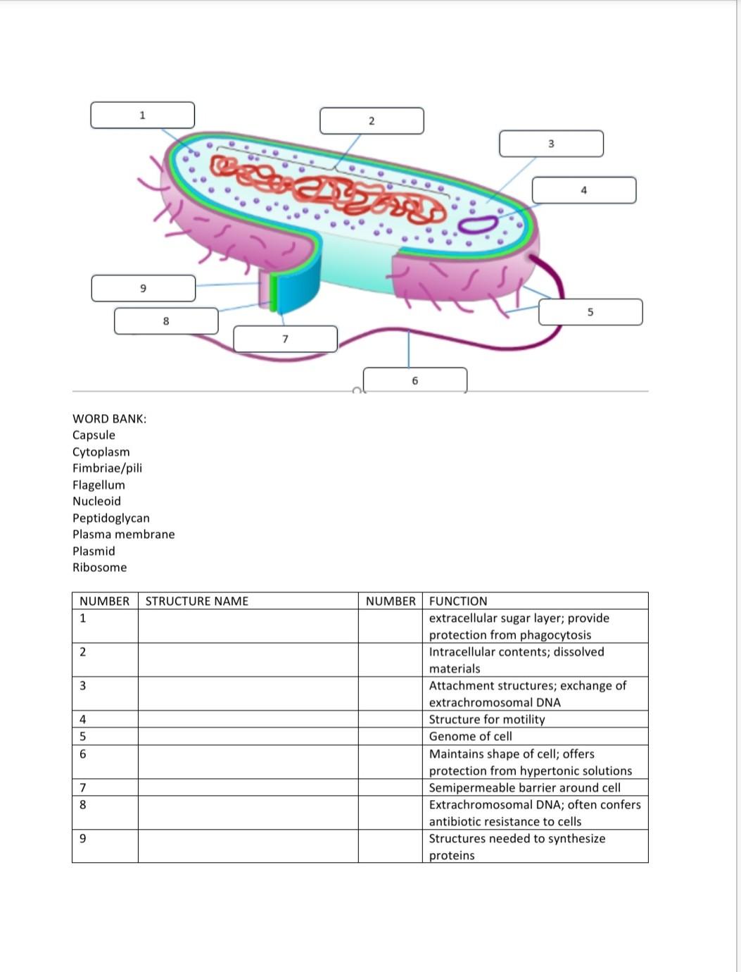 Solved 2 3 Pjesa 4 9 5 8 7 WORD BANK: Capsule Cytoplasm | Chegg.com