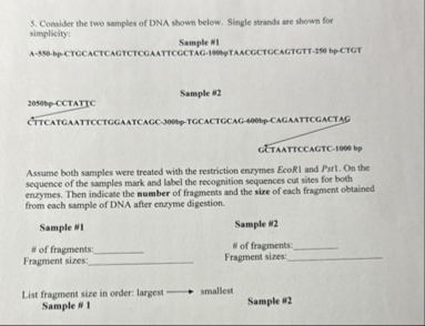 Solved Consider the two samples of DNA shown below. Single | Chegg.com