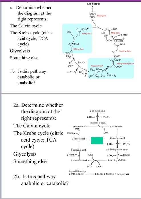 calvin and krebs cycle