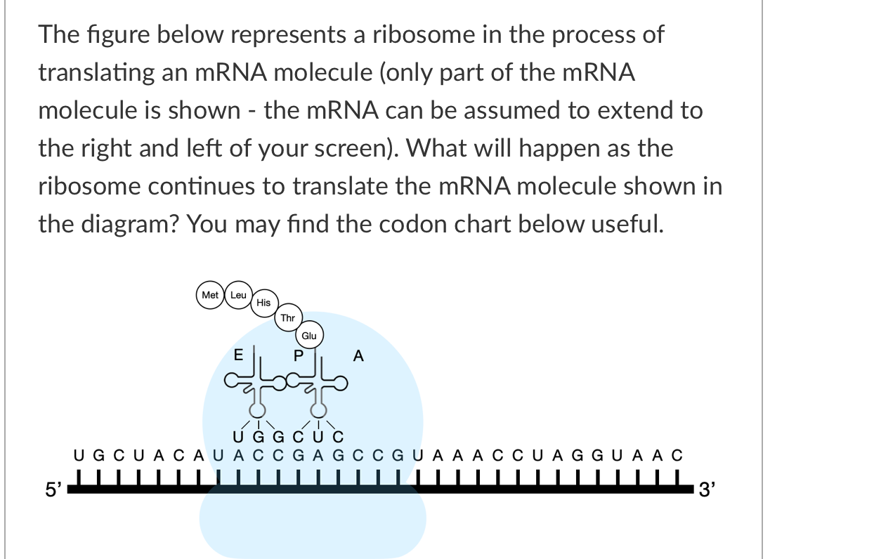 Solved The figure below represents a ribosome in the process | Chegg.com