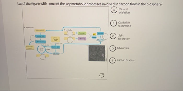 Solved Label the figure with some of the key metabolic | Chegg.com