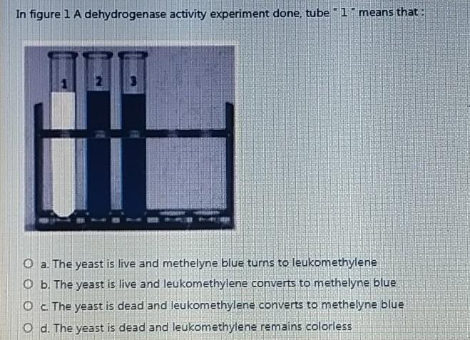 dehydrogenase activity in yeast experiment