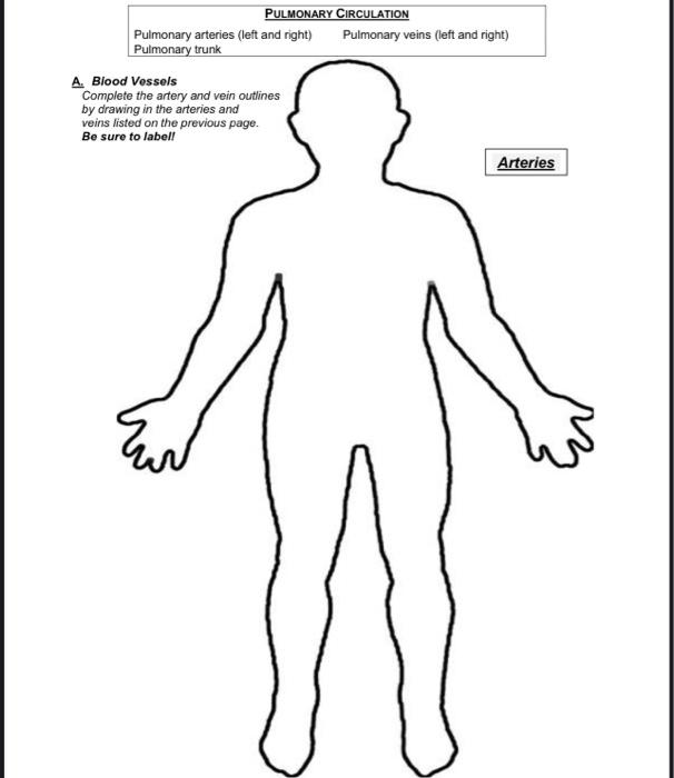 Solved PULMONARY CIRCULATION Pulmonary arteries (left and | Chegg.com