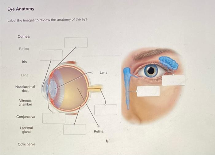 What is the Retina?  Review of the Retina