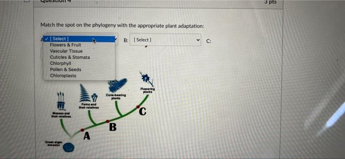 Solved 3 Pts Match The Spot On The Phylogeny With The | Chegg.com