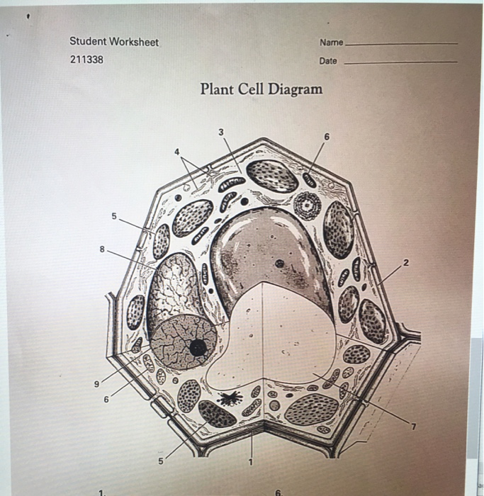 Name Student Worksheet 211338 Date Plant Cell Diagram Chegg Com