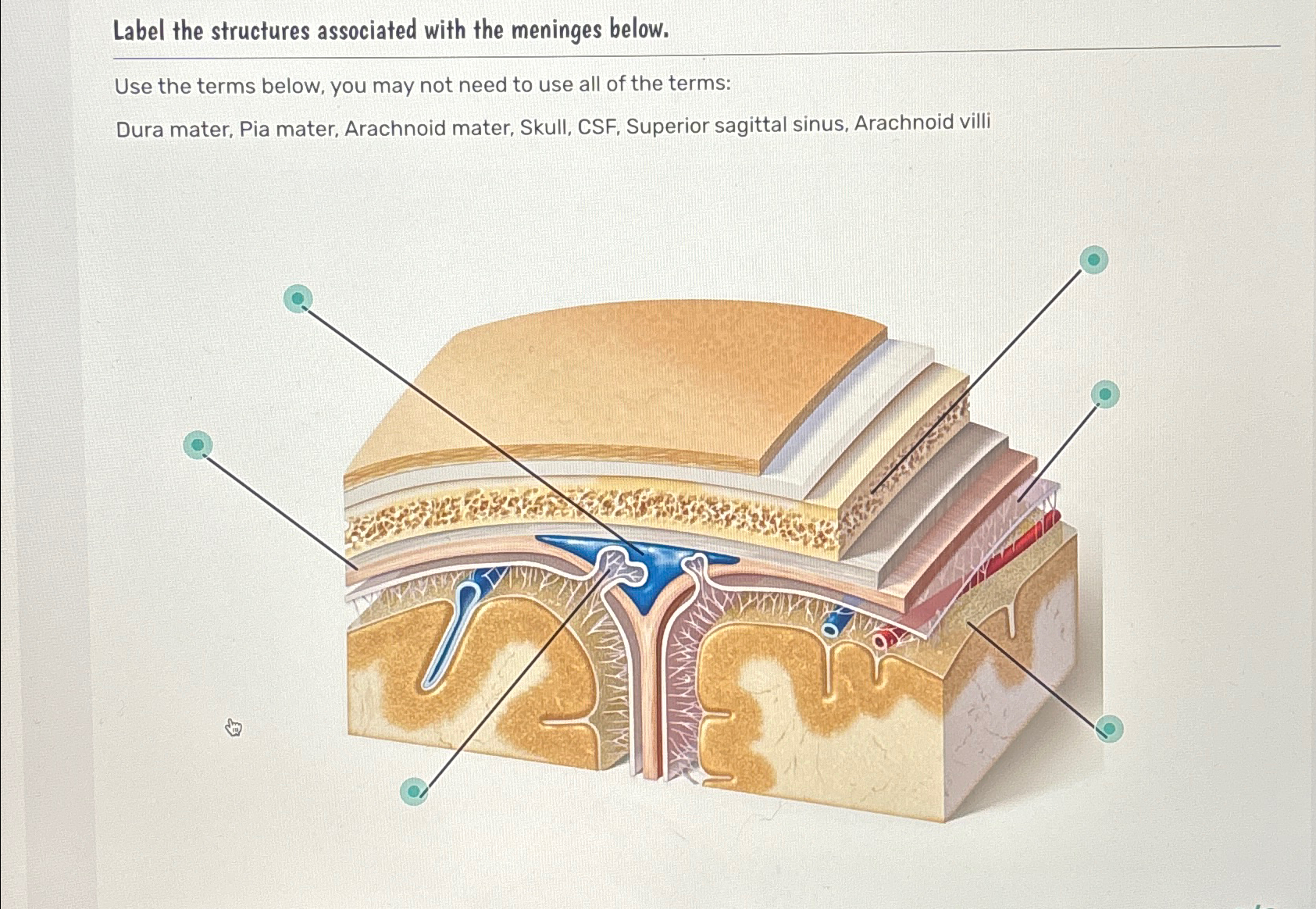 Solved Label the structures associated with the meninges | Chegg.com