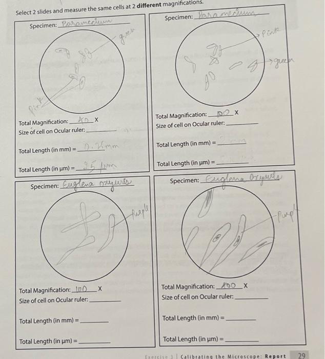 Specimen Paramecium Total Magnification Size of