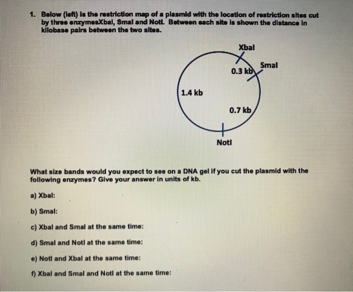 Solved 1. Below (left) is the restriction map of a plasmid | Chegg.com