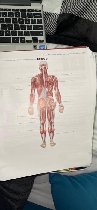 Solved label diagram label the disgram of muscles seen in | Chegg.com