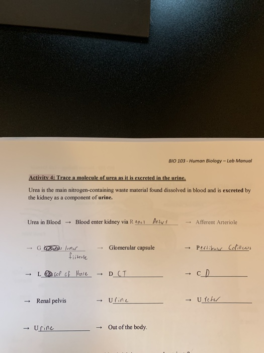 Solved BIO 103 Human Biology Lab Manual Activity 4