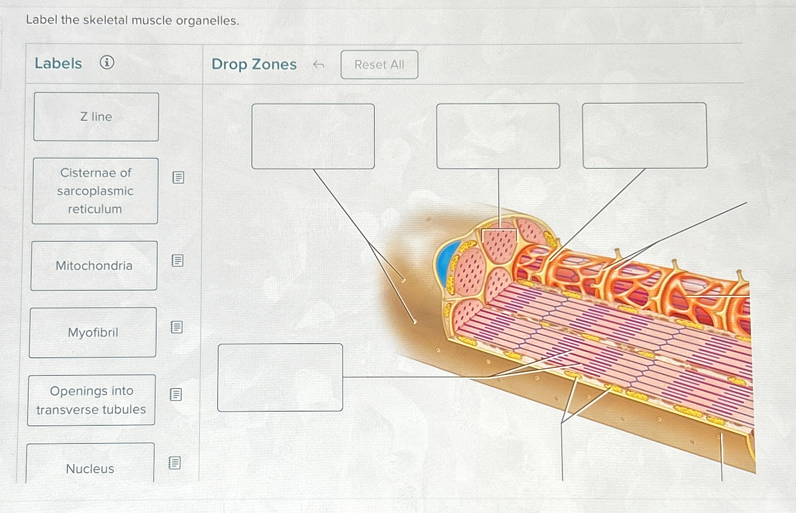 Solved Label the skeletal muscle organelles. | Chegg.com