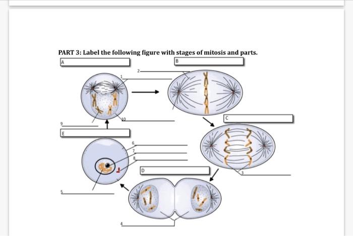 PART 3: Label the following figure with stages of mitosis and parts.