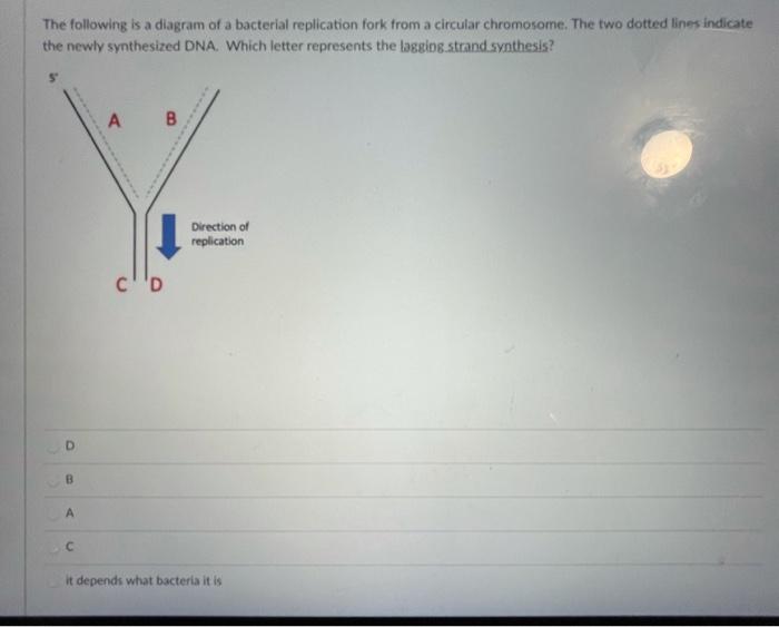 Solved The following is a diagram of a bacterial replication | Chegg.com