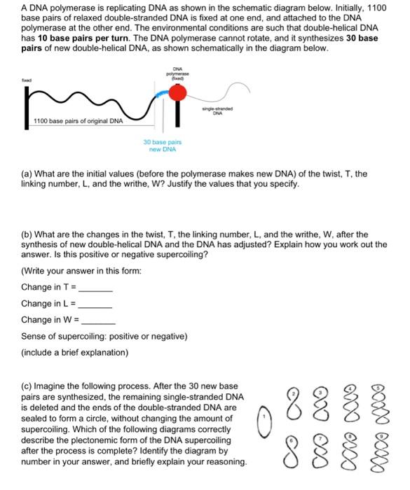 Solved A DNA polymerase is replicating DNA as shown in the | Chegg.com