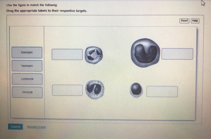 Solved Use The Figure To Match The Follownig. Drag The | Chegg.com