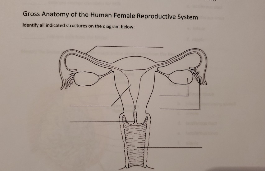 23.3: Anatomy of the Female Reproductive System - Medicine LibreTexts