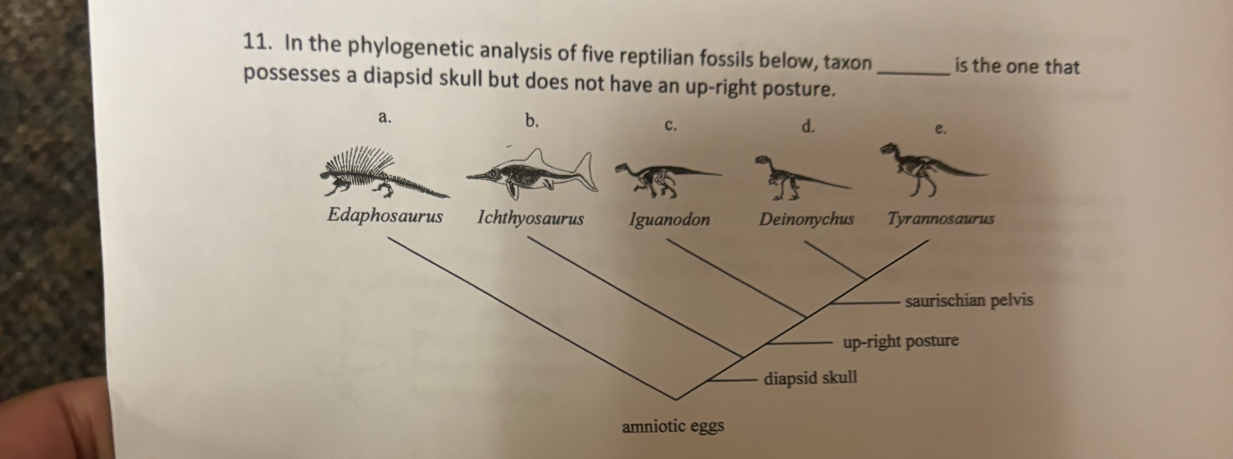 Solved In the phylogenetic analysis of five reptilian | Chegg.com