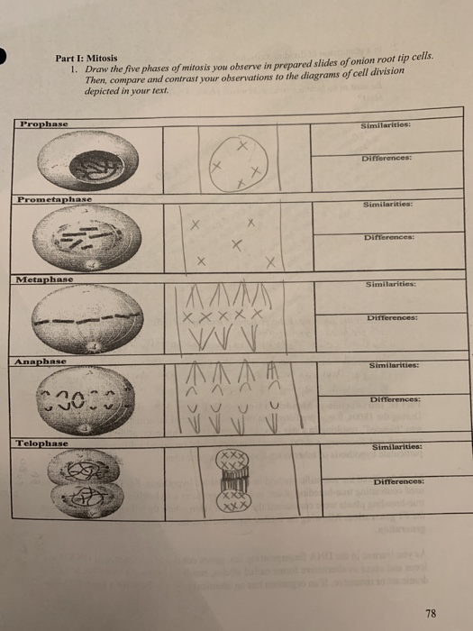 Solved Part I: Mitosis 1. Draw the five phases of mitosis | Chegg.com