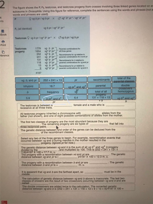 Solved The Figure Shows The P F1 Testcross And Testcro Chegg Com