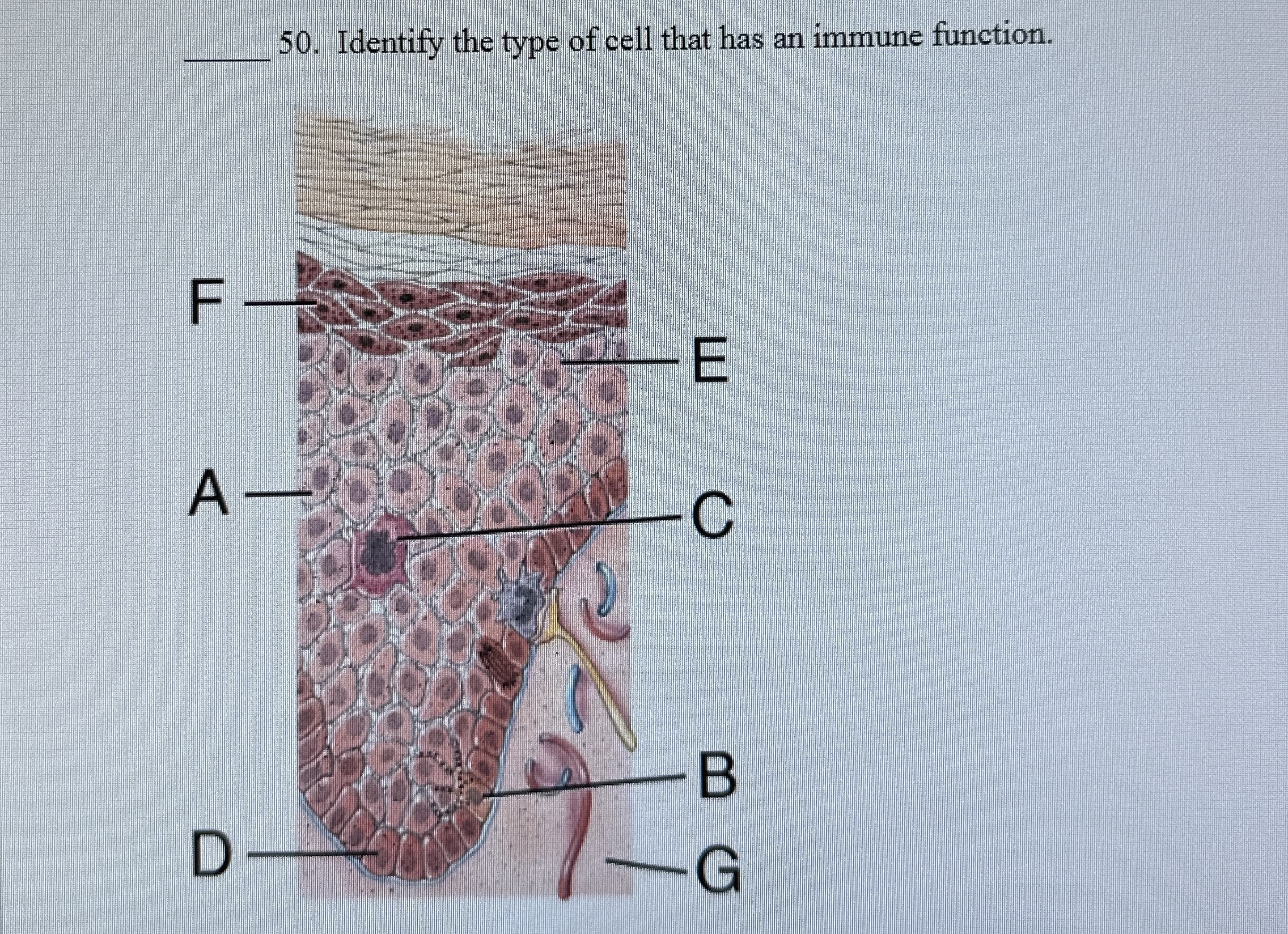 Solved q,50. ﻿Identify the type of cell that has an immune | Chegg.com
