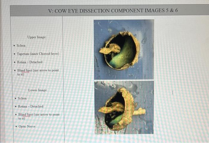 V: COW EYE DISSECTION COMPONENT IMAGES \( 5 \& 6 \)
Upper Image:
- Sclera
- Tapetum (inner Choroid layer)
- Retina - Detached