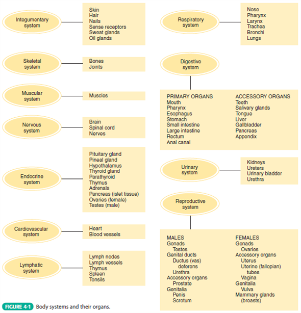Solved: Review the names of organ systems and individual organs