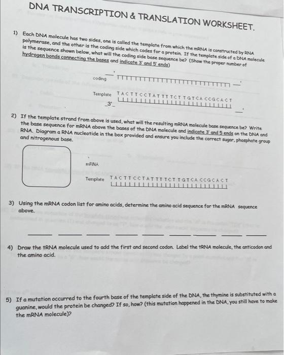 transcription and translation diagram worksheets