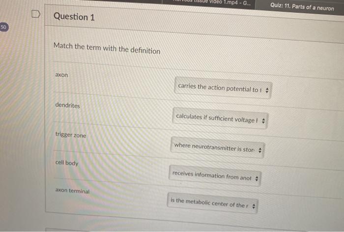 Parts of a Neuron Quiz