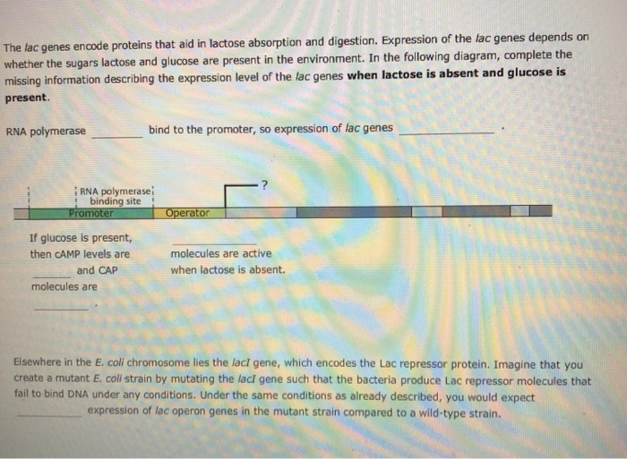 Solved Aa Aa 2. Regulation of prokaryotic gene expression | Chegg.com
