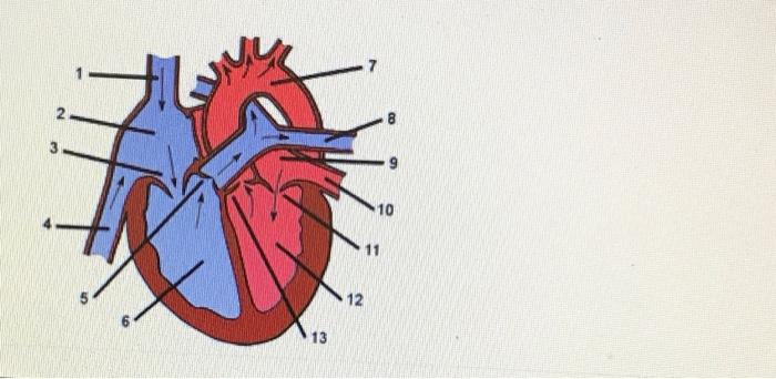 Solved In the diagram above label the following basic heart | Chegg.com