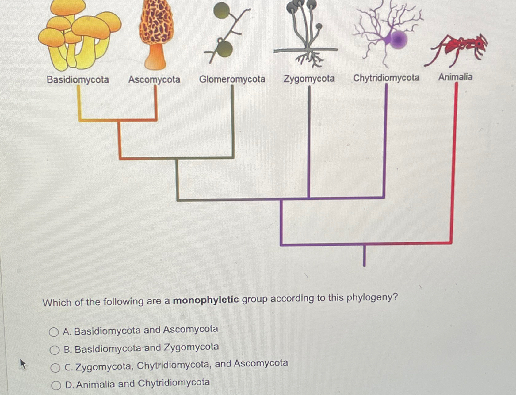 Solved Which of the following are a monophyletic group | Chegg.com