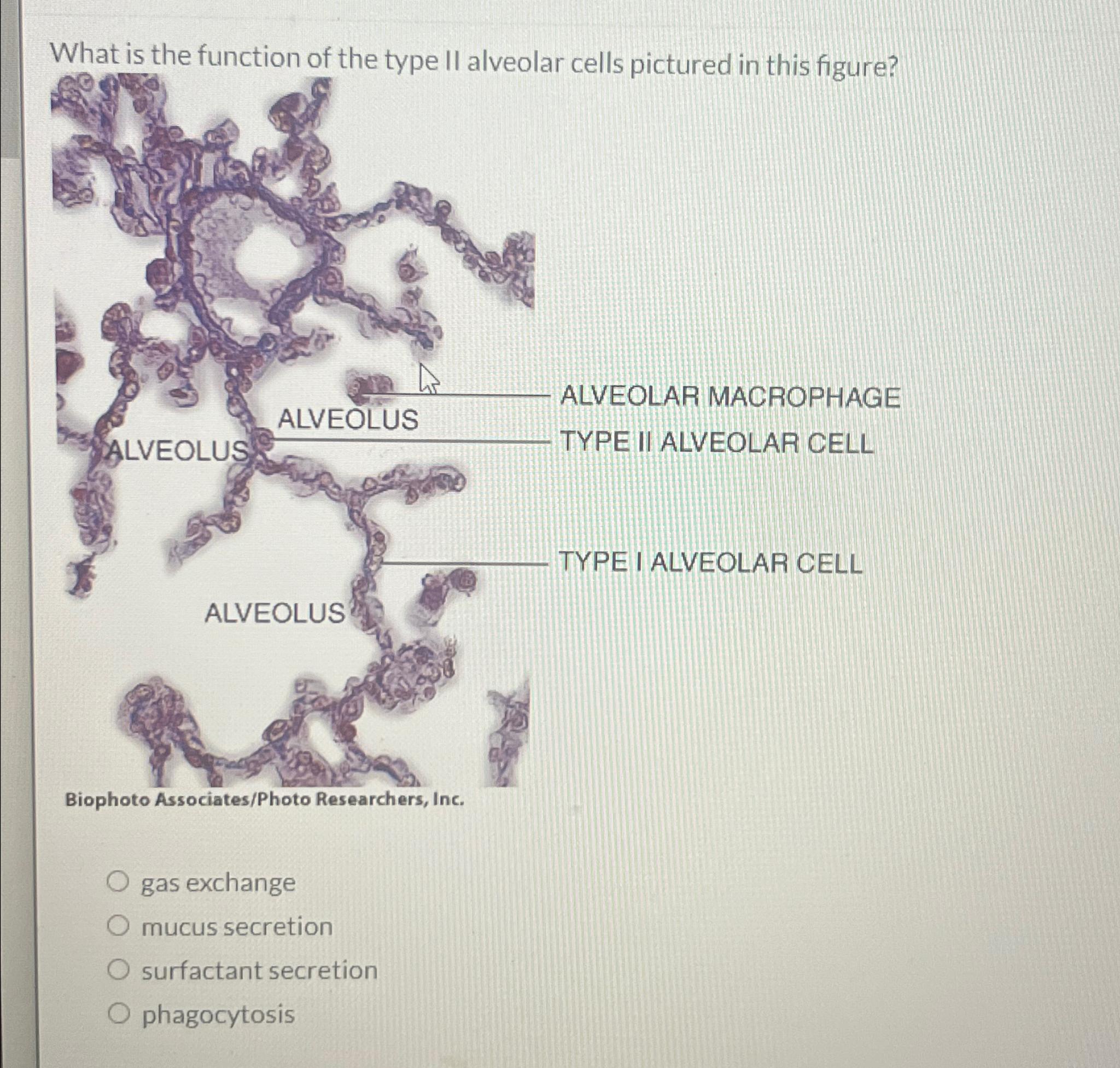 Solved What is the function of the type II alveolar cells | Chegg.com