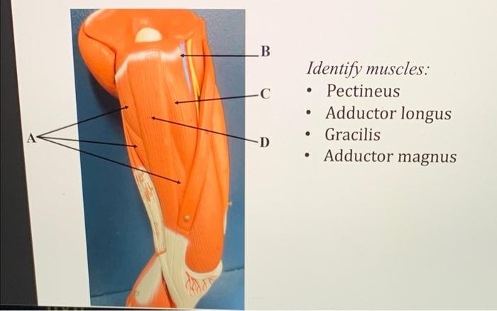 adductor longus model