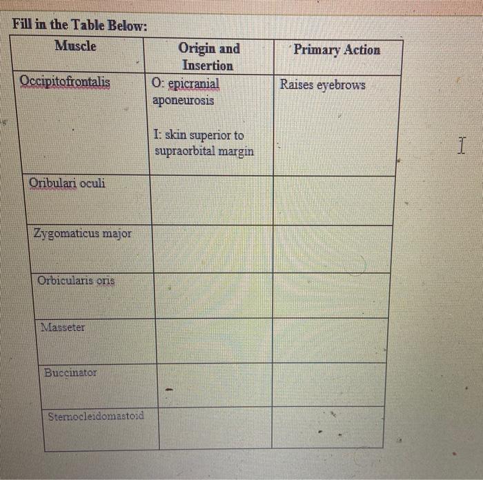 Solved Primary Action Fill in the Table Below Muscle Origin