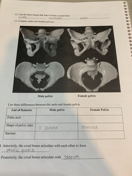 Pre Lab Name 9 The Skeletal System Appendicular Chegg Com