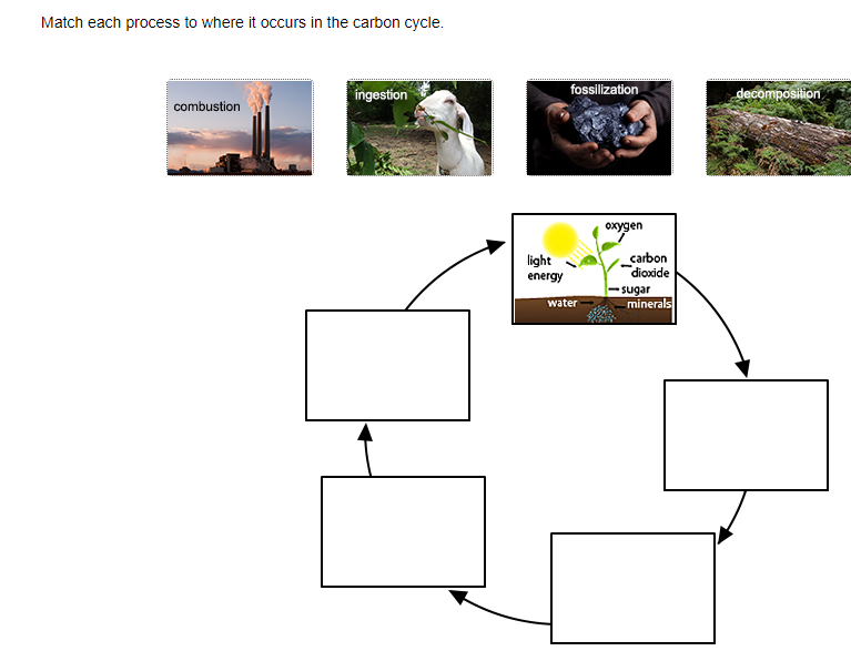 Solved Match each process to where it occurs in the carbon | Chegg.com