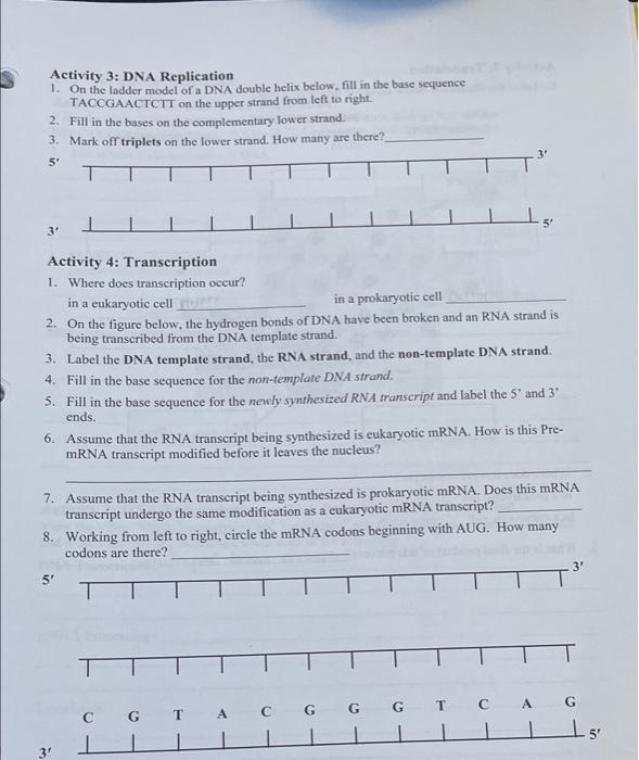 Solved Activity 3: DNA Replication 1. On the ladder model of | Chegg.com