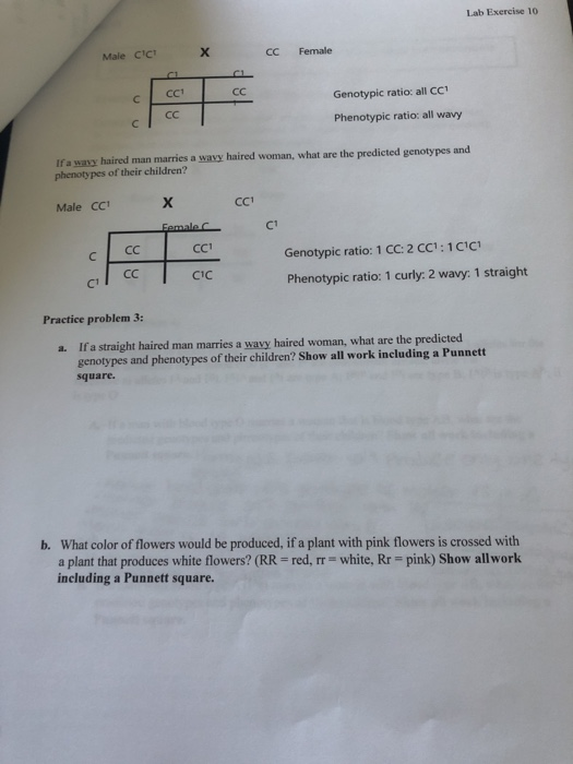 Solved Lab Exercise 10 Male CCX C C Female CC Genotypic Chegg