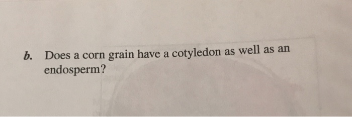 Solved b. Does a corn grain have a cotyledon as well as an | Chegg.com
