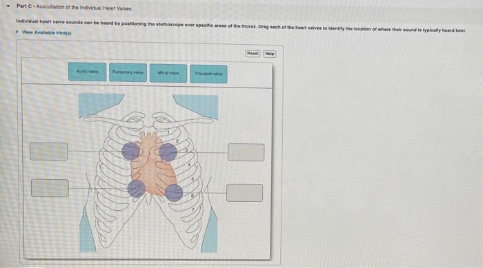 Solved Part C-Ausculation of the individual Heart Valves | Chegg.com