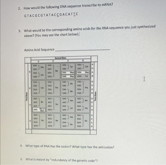 Solved 2. How would the following DNA sequence transcribe to | Chegg.com