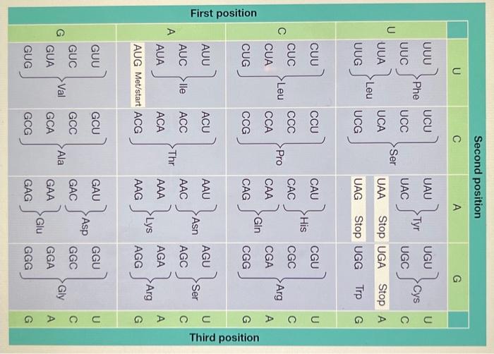 Solved Below is the mRNA sequence for the hormone | Chegg.com