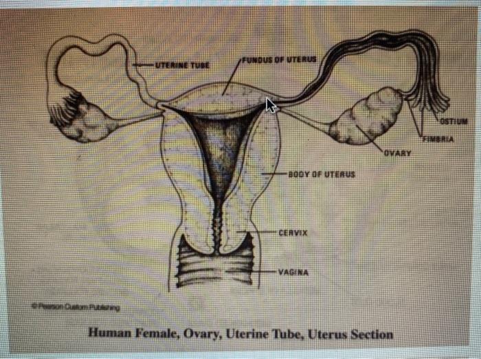 ostium uterus