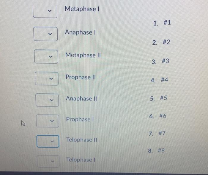 Solved Match the diagrams with the correct phase of Meiosis | Chegg.com