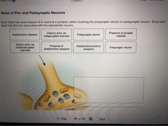Solved ment Roles of Pre and Postsynaptic Neurons Each