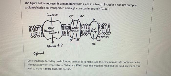 Solved The figure below represents a membrane from a cell in | Chegg.com