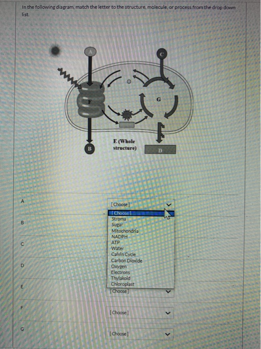 Solved In the following diagram match the letter to the | Chegg.com