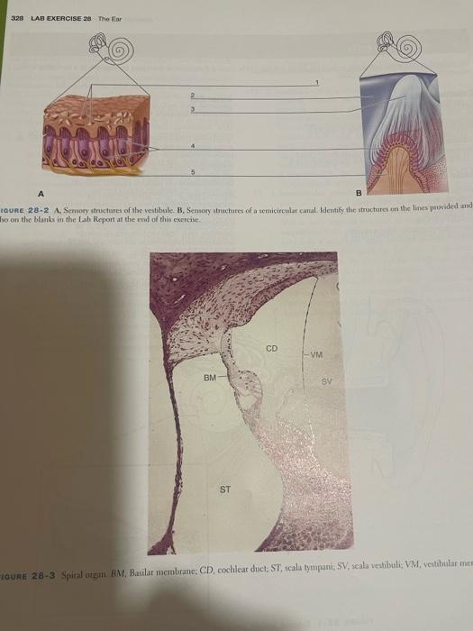 Solved 330 LAB EXERCISE 28 . The Ear Ear Divisions 1 2 7 4. | Chegg.com
